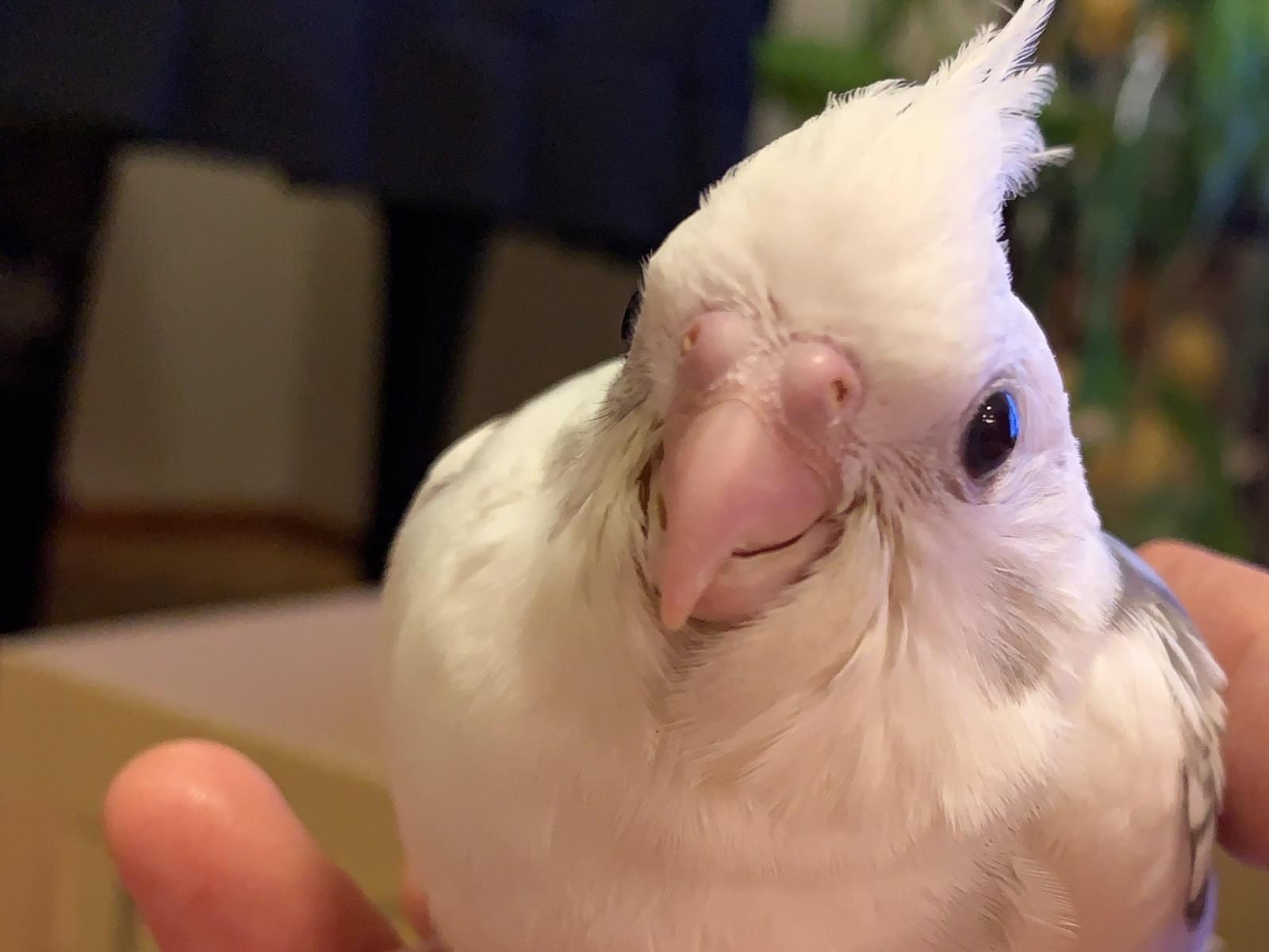 ぺーこんちゃん ぺーこんちゃん
