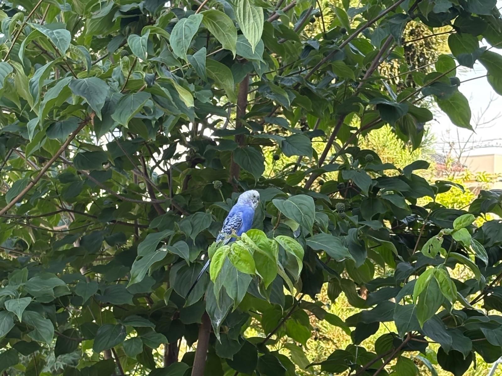 保護された鳥