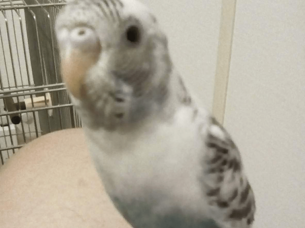 アイちゃん アイちゃん