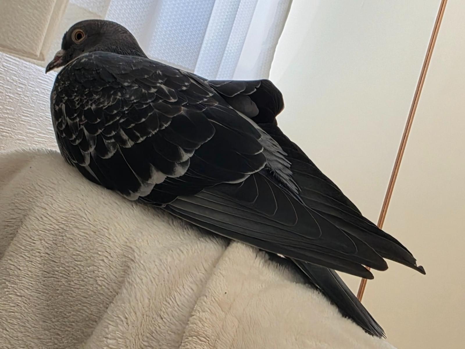 保護された鳥
