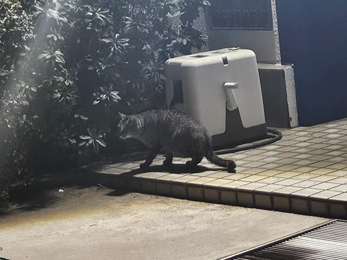 目撃された猫 目撃された猫