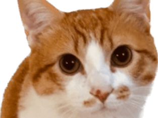 のこちゃん のこちゃん
