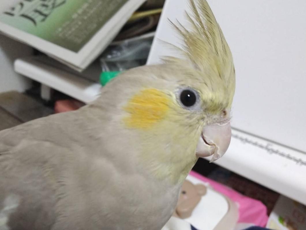 ピッピちゃん ピッピちゃん