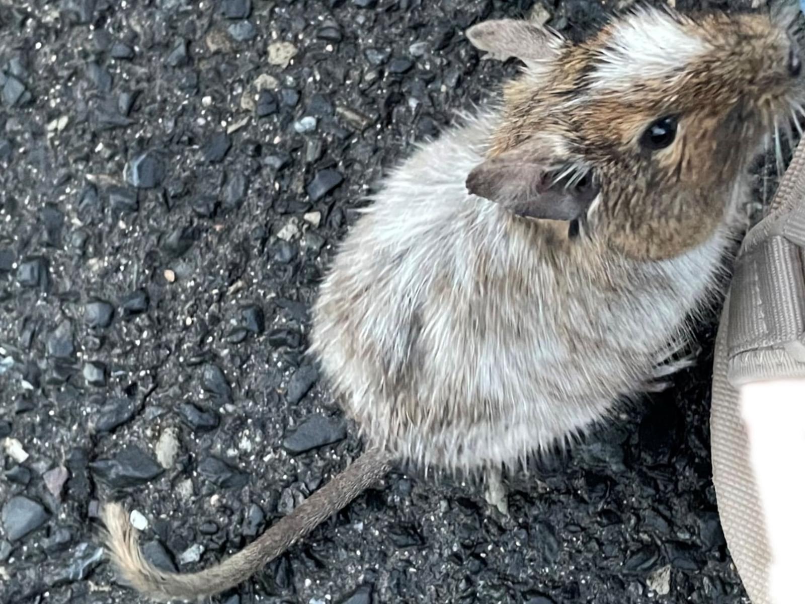 目撃されたペット 目撃されたペット