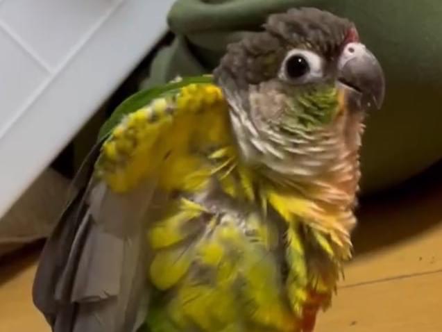 あずきちゃん あずきちゃん