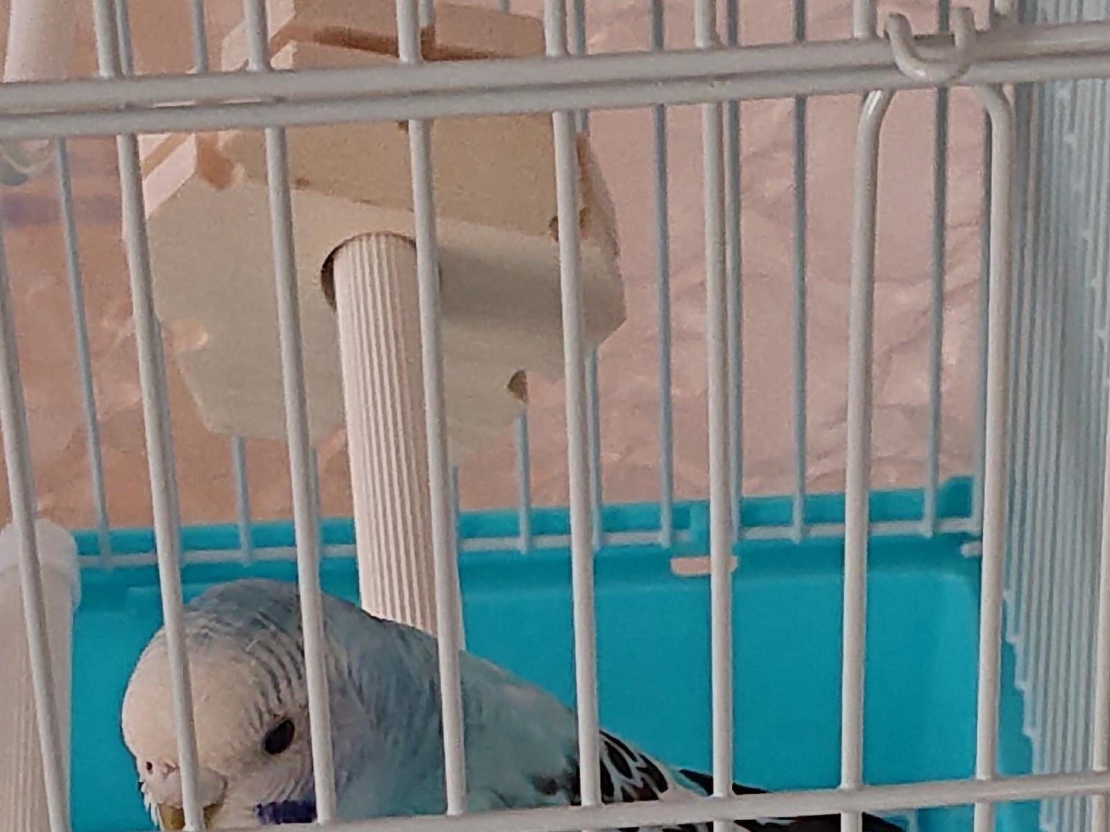 保護された鳥 保護された鳥