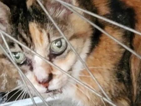 保護された猫 保護された猫