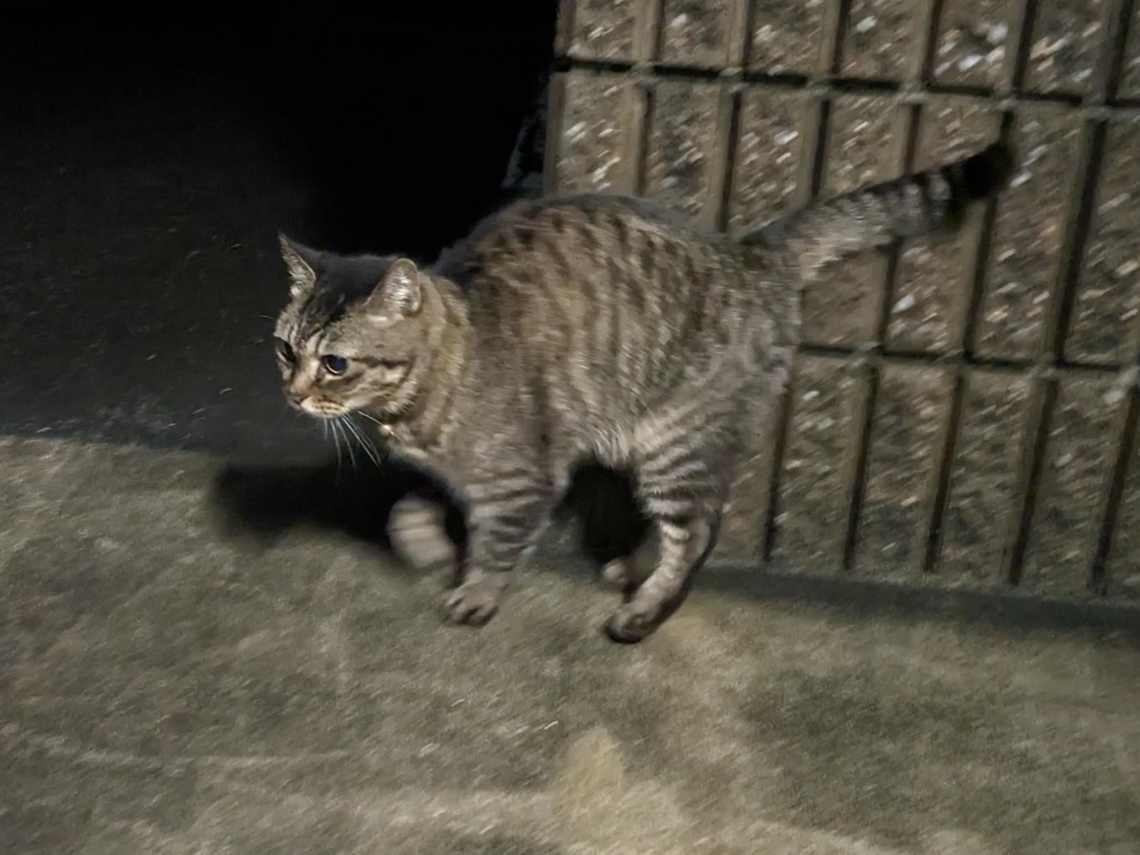 目撃された猫 目撃された猫