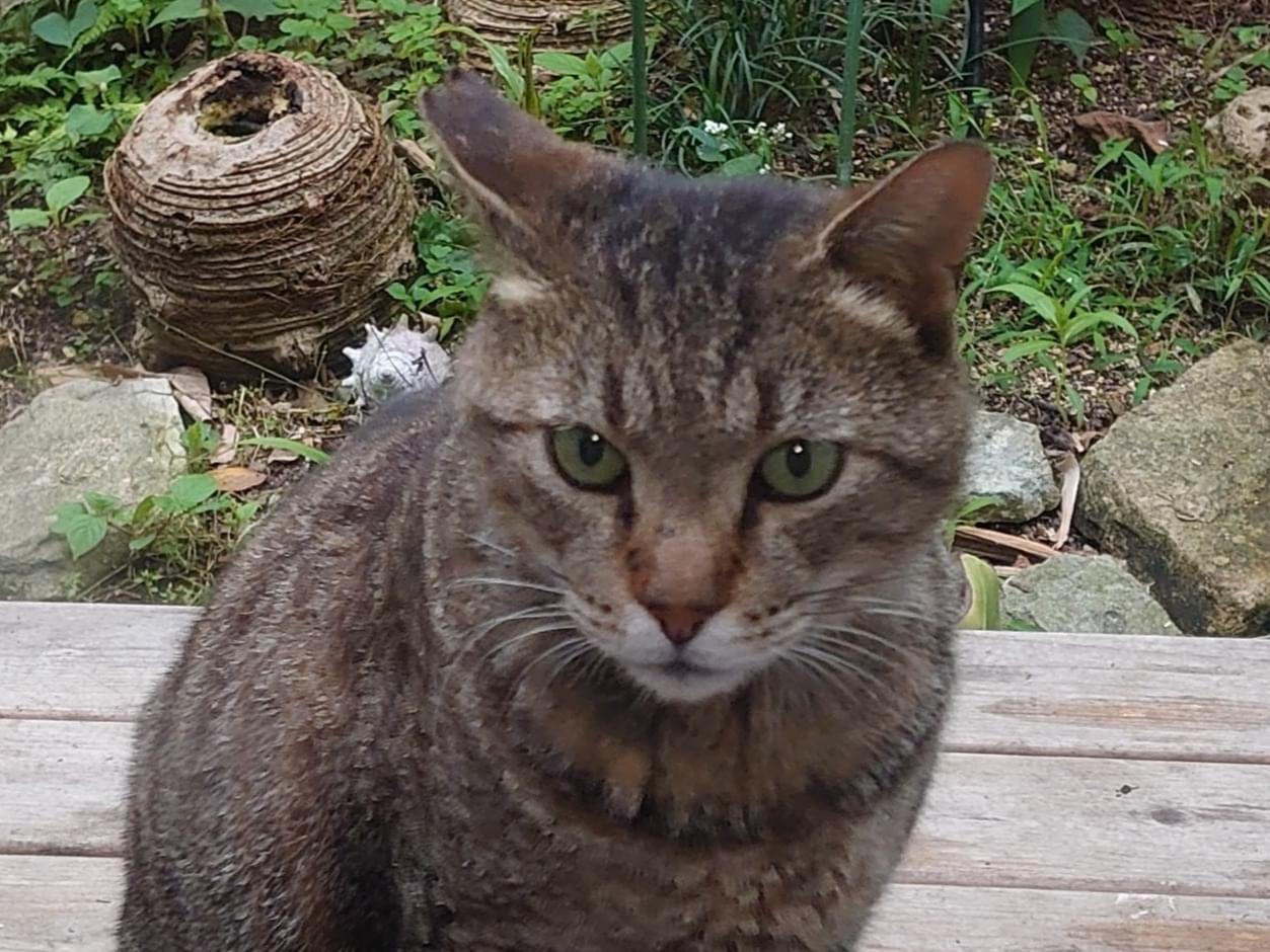 目撃された猫 目撃された猫