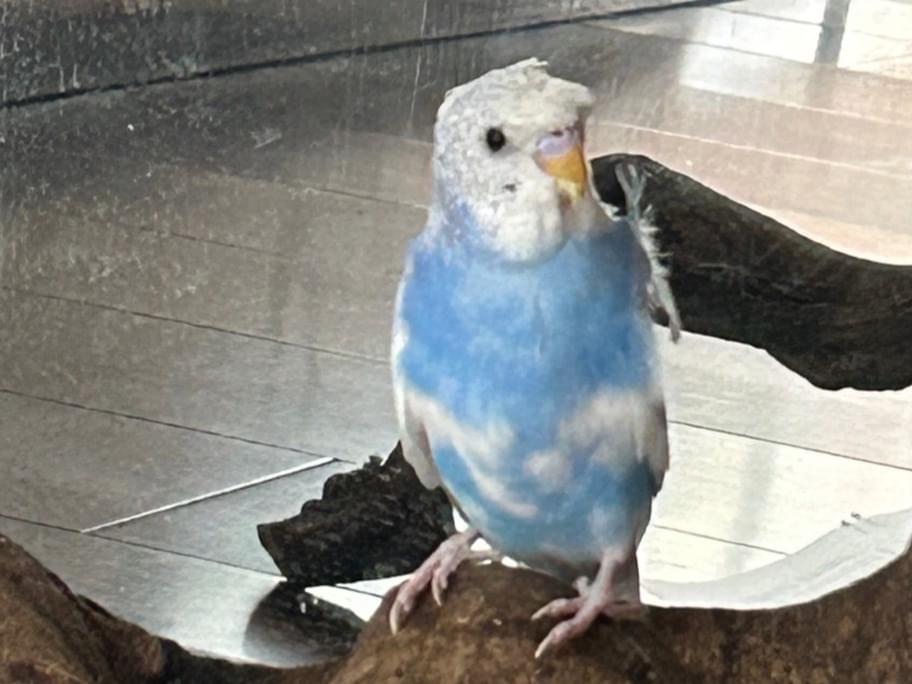 アリエルちゃん アリエルちゃん