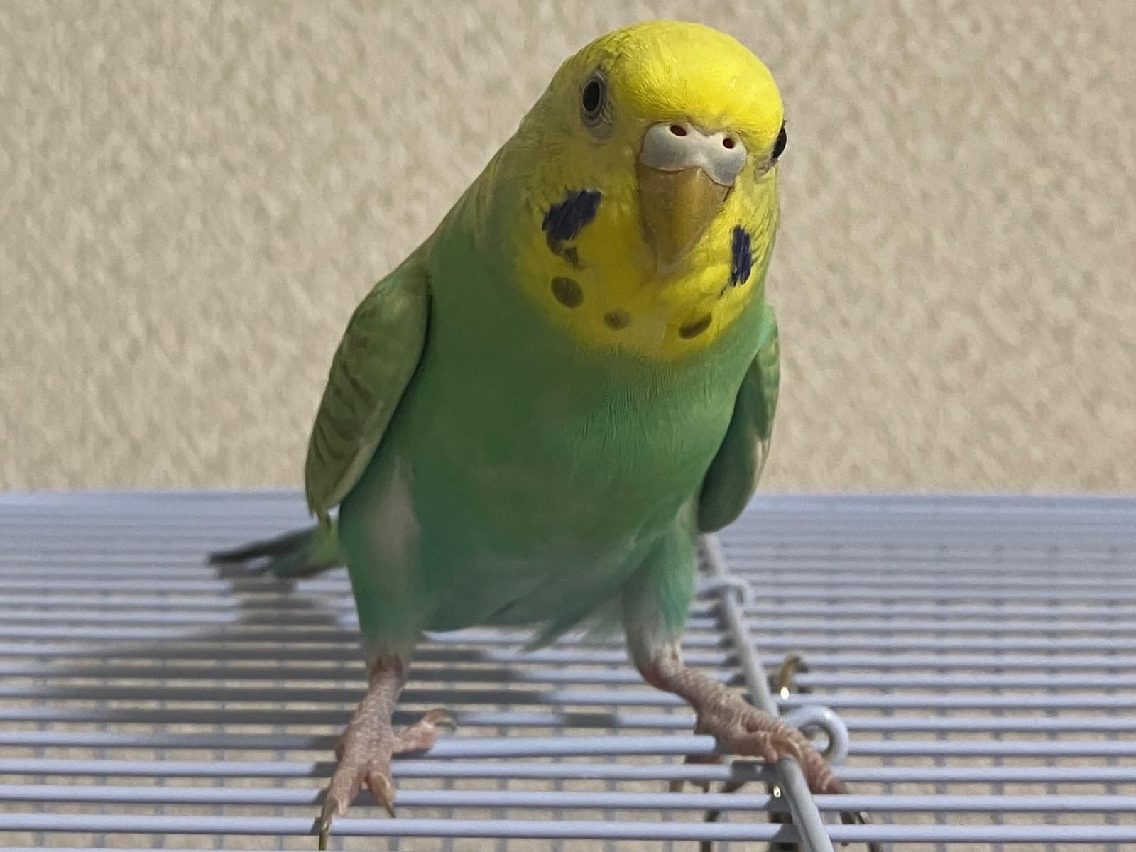 ミントちゃん ミントちゃん