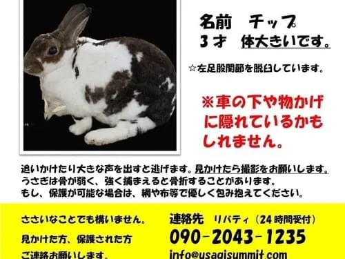 うさぎ様確認ページ 小動物の里親募集】愛知県・ウサギ・純血種ネザーランドドワーフ