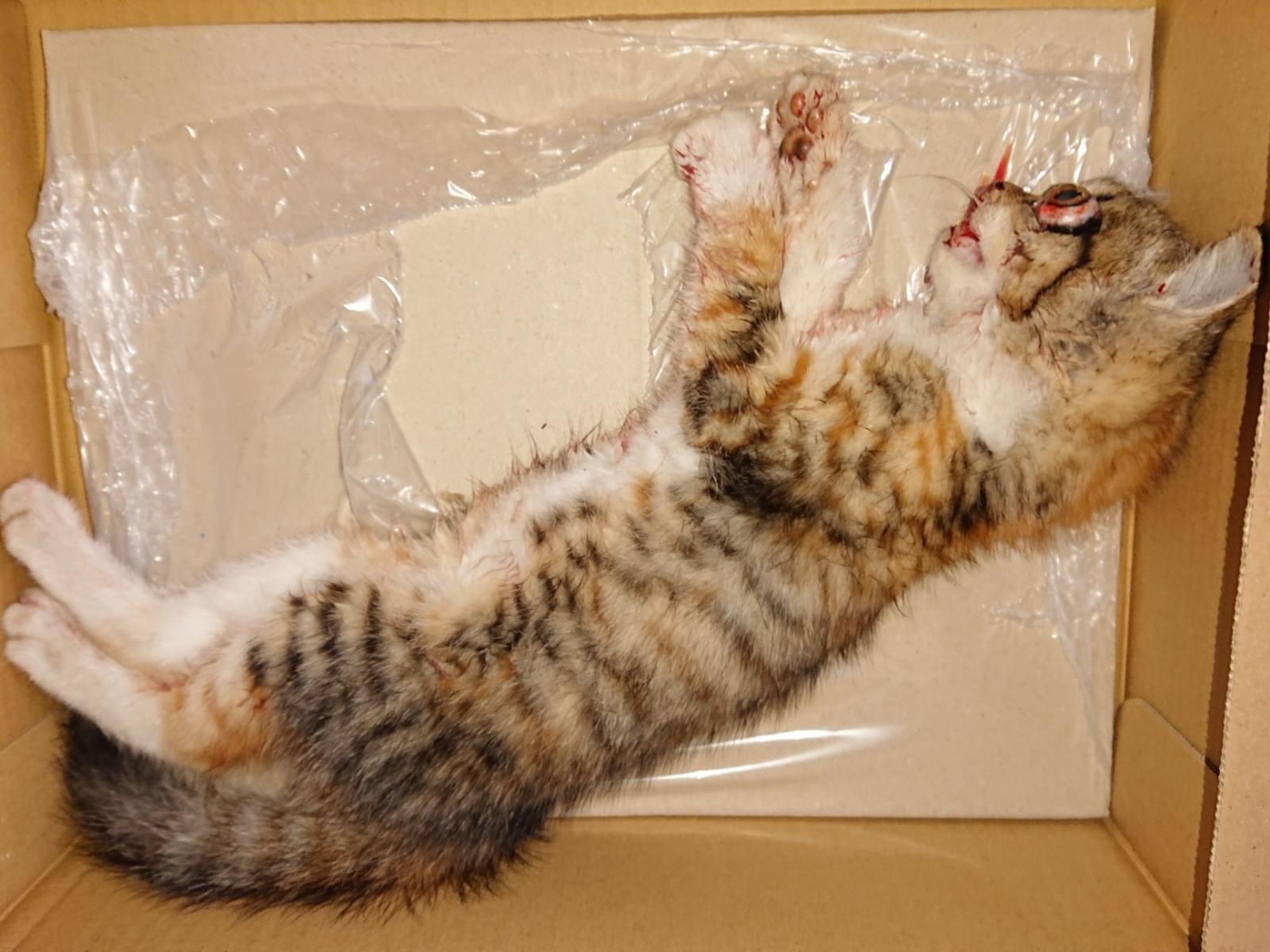 保護された猫 保護された猫