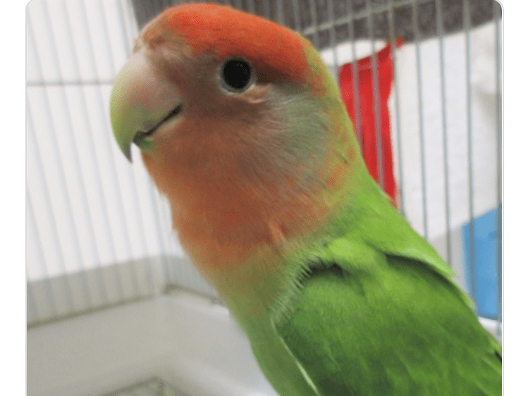 目撃された鳥 目撃された鳥