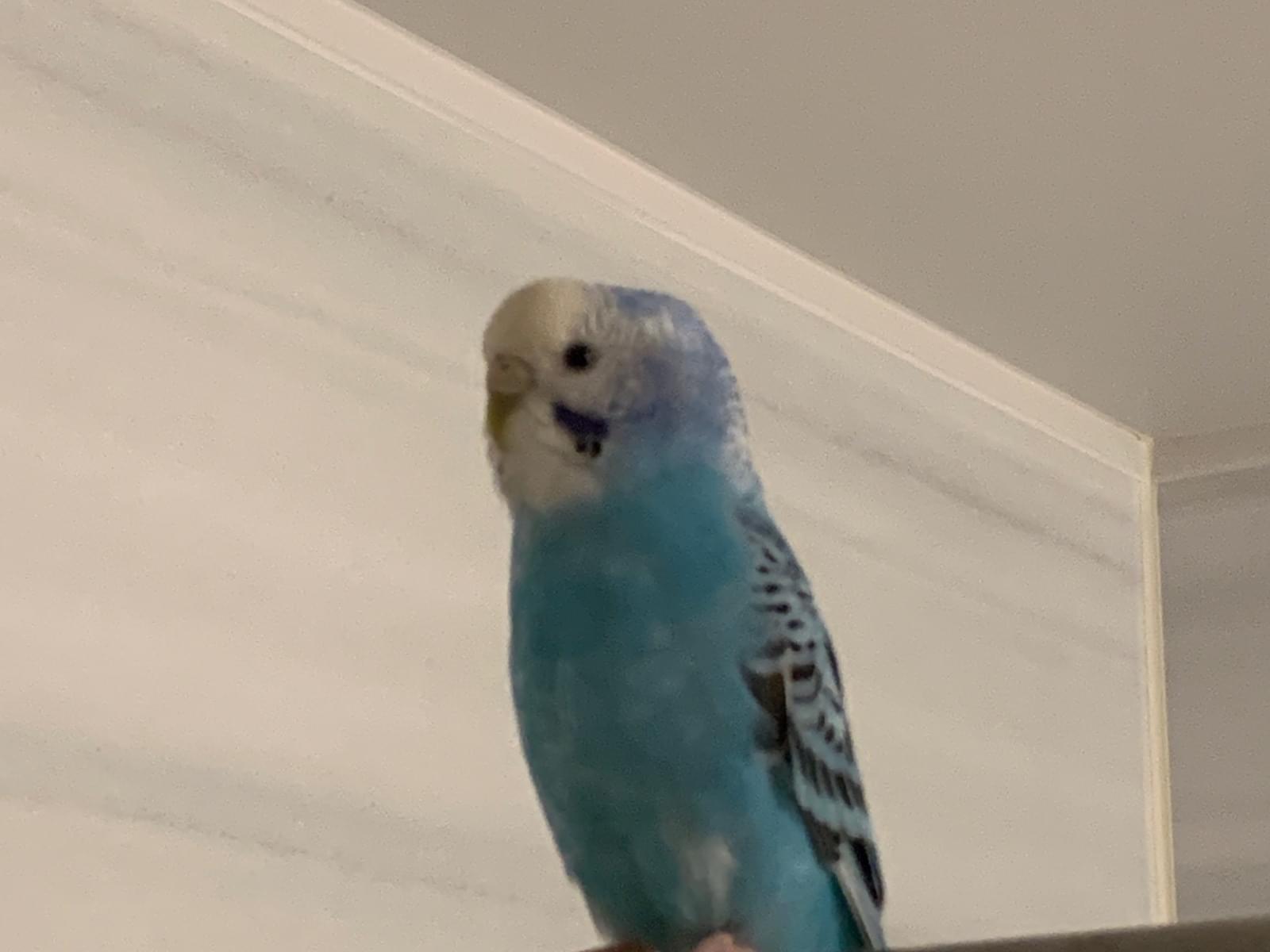 保護された鳥 保護された鳥