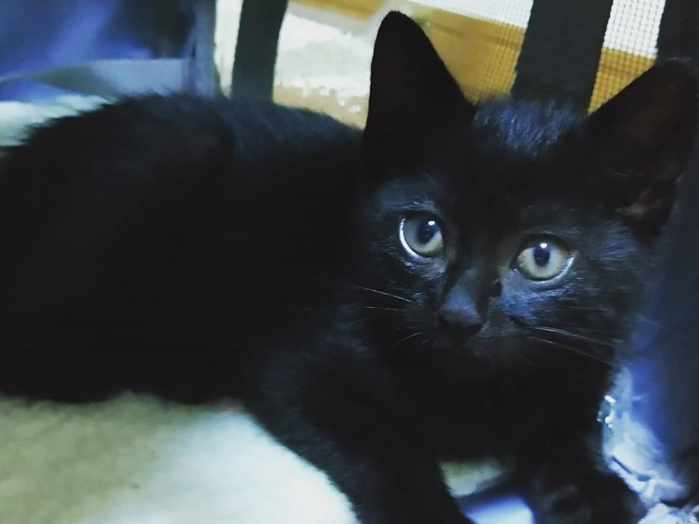 保護された猫 保護された猫