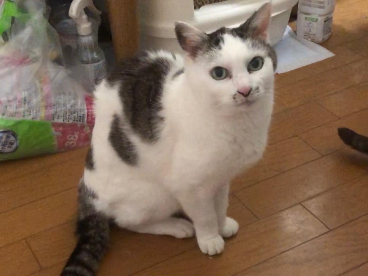 ミキちゃん ミキちゃん