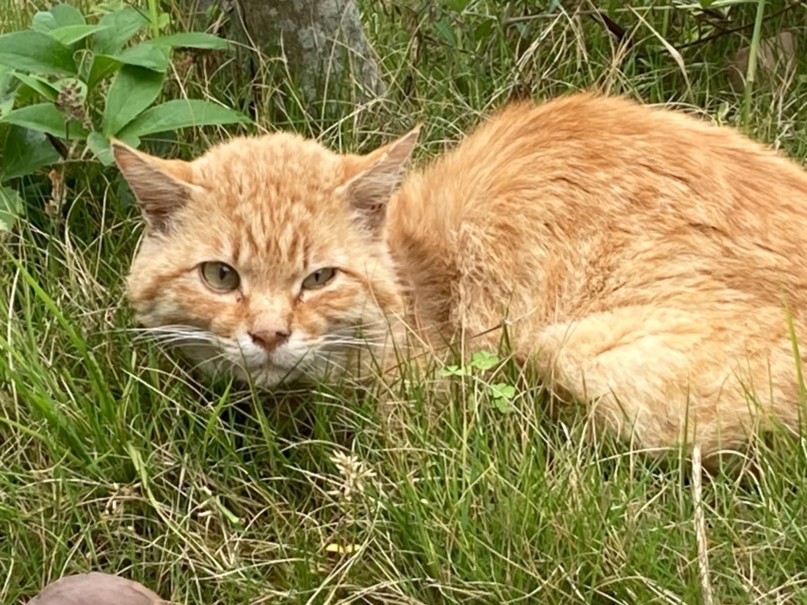 目撃された猫 目撃された猫