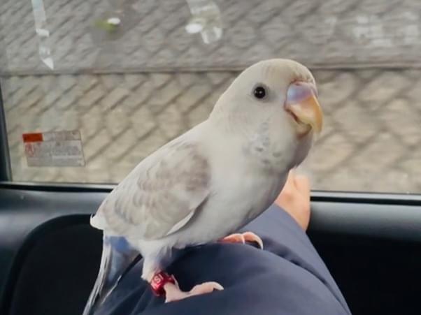 くりちゃん くりちゃん