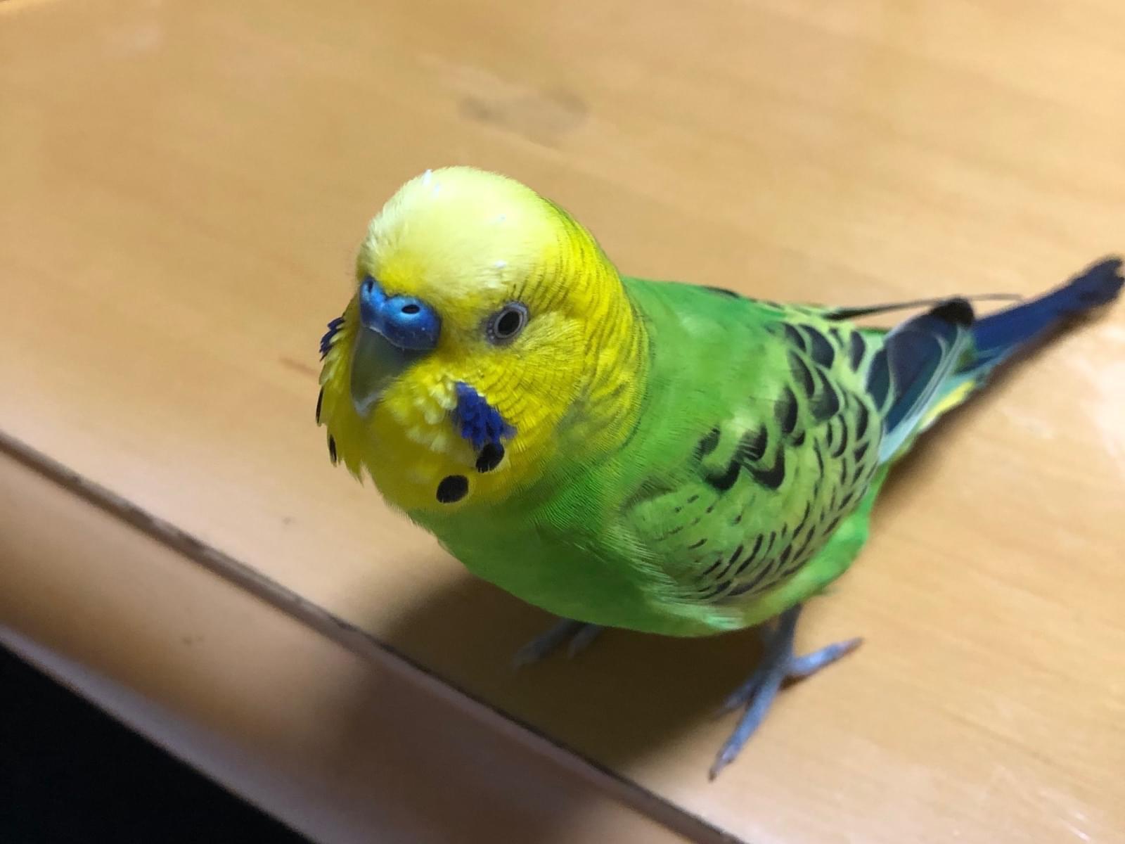 コロちゃん コロちゃん