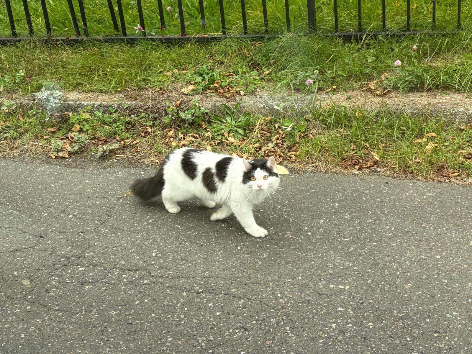 目撃された猫
