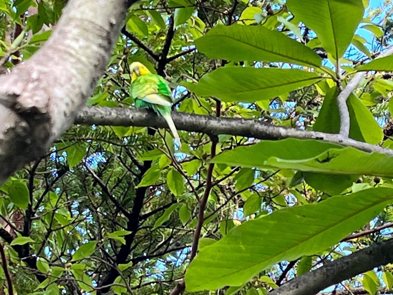 目撃された鳥 目撃された鳥