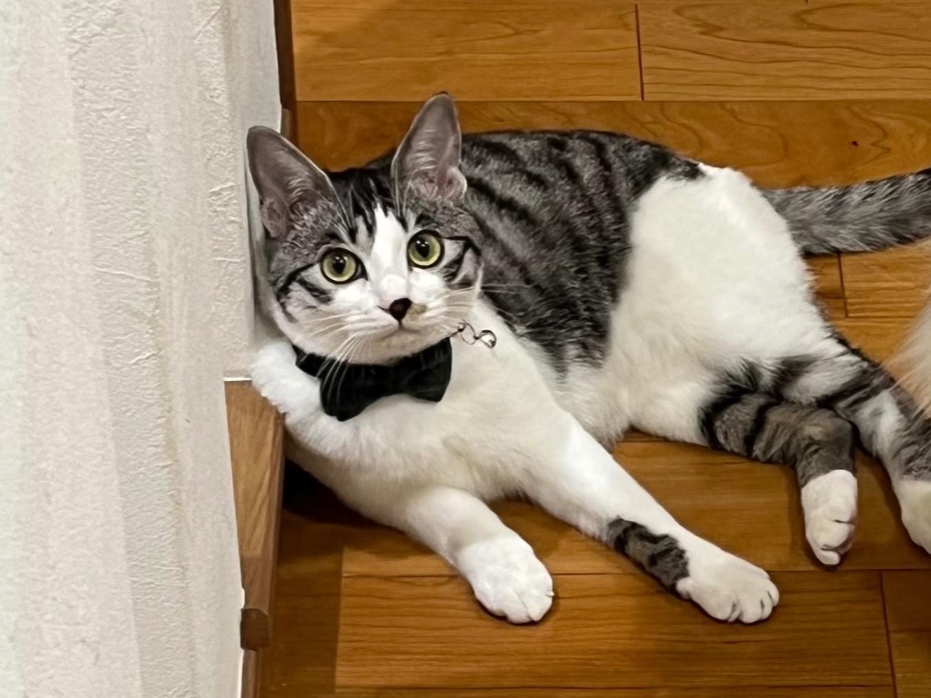 ぽんちゃん ぽんちゃん