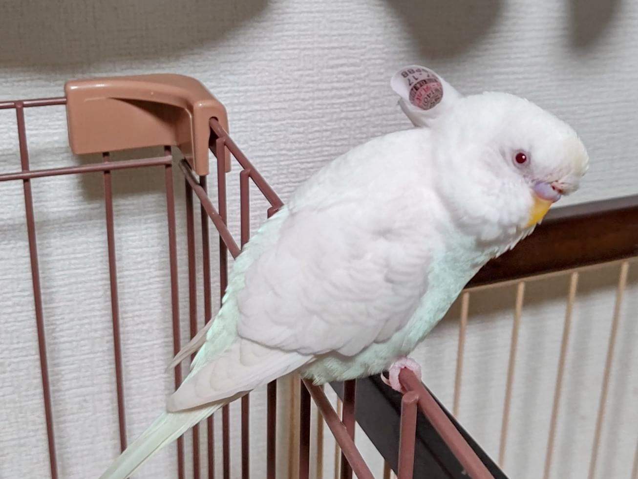 サンダーちゃん サンダーちゃん