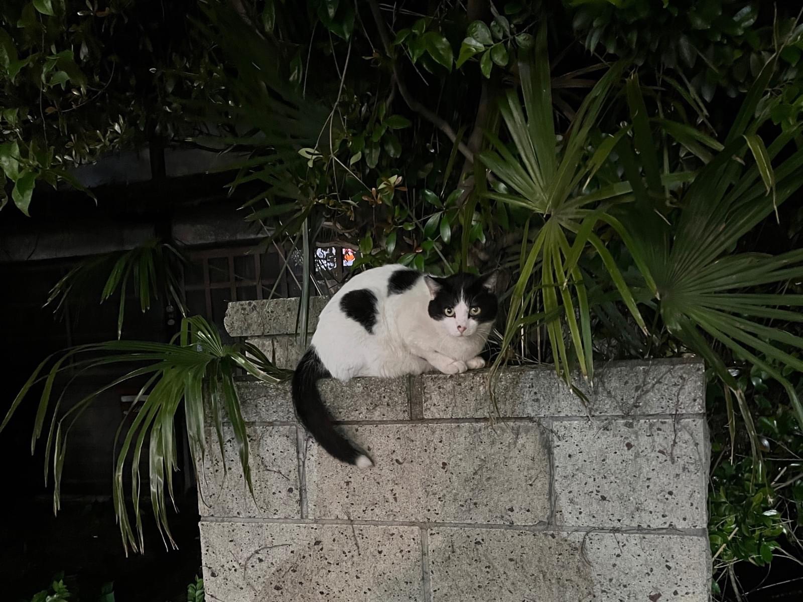 目撃された猫 目撃された猫