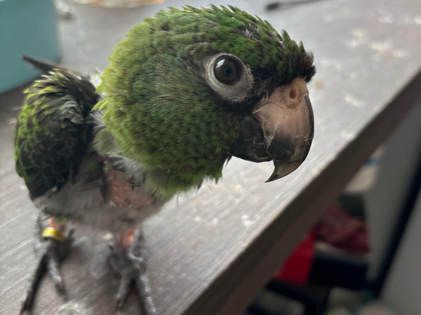 ズピちゃん ズピちゃん