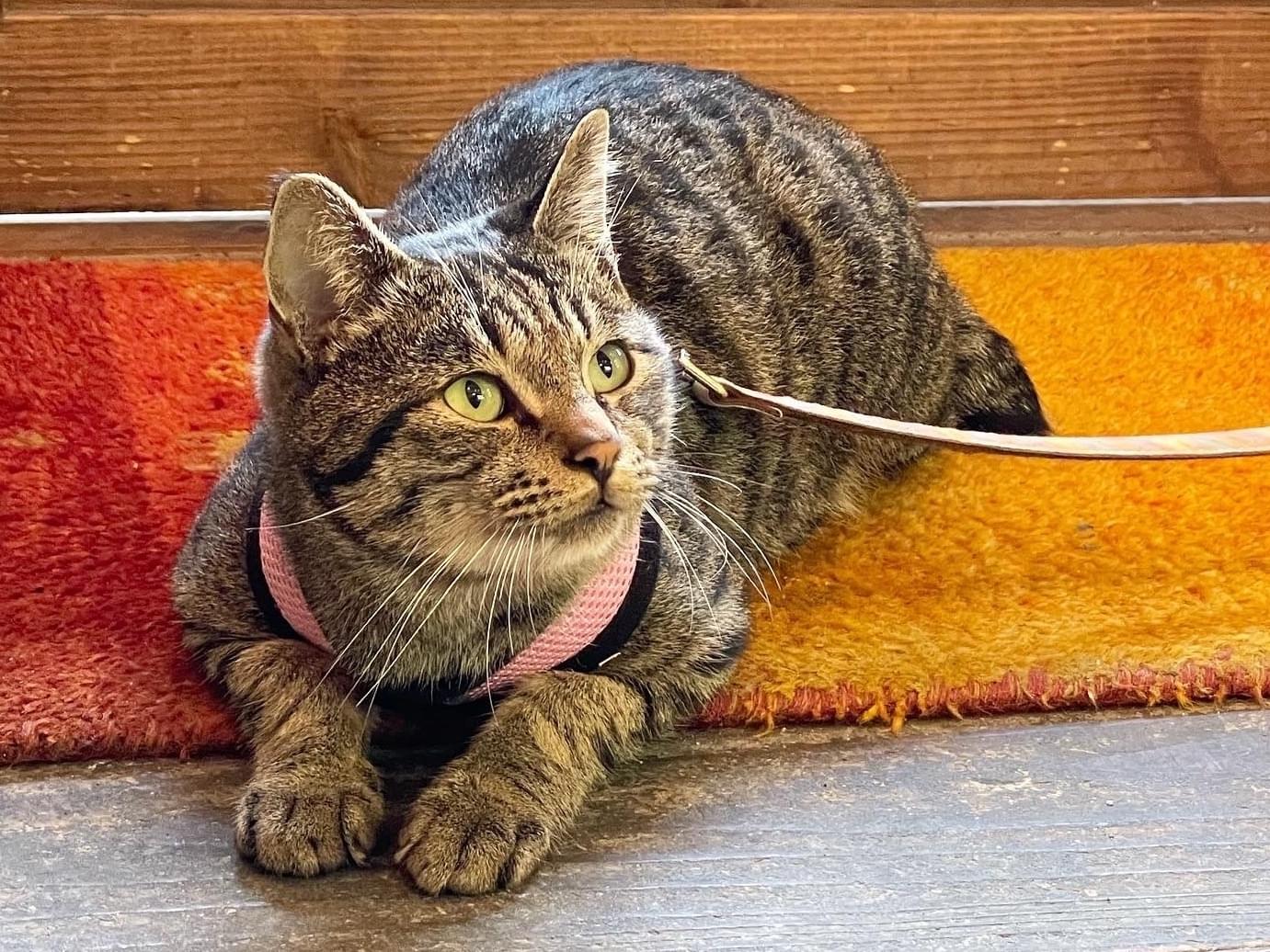 保護された猫 保護された猫