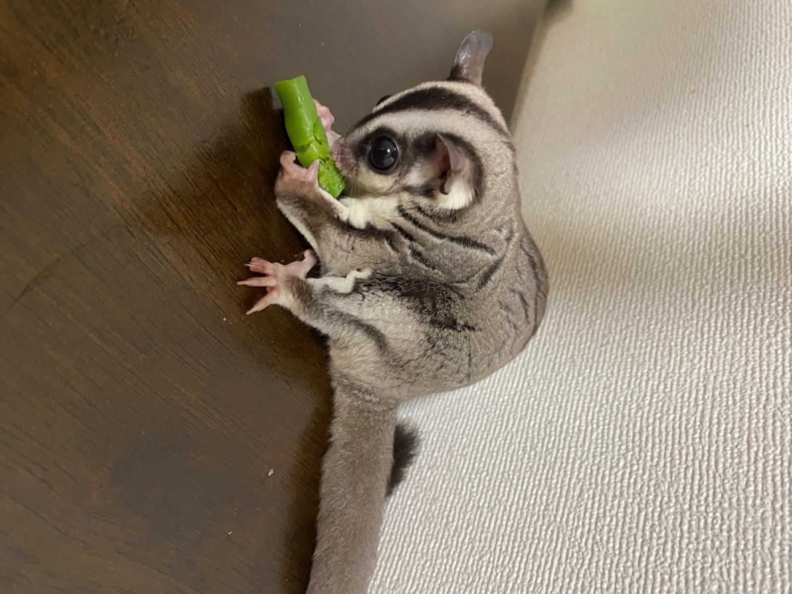 ゼリーちゃん ゼリーちゃん