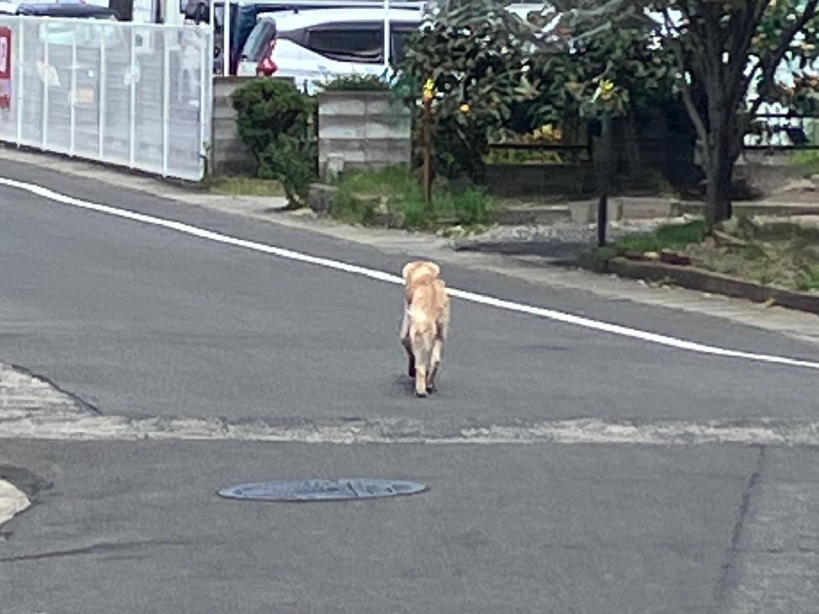 目撃された犬 目撃された犬
