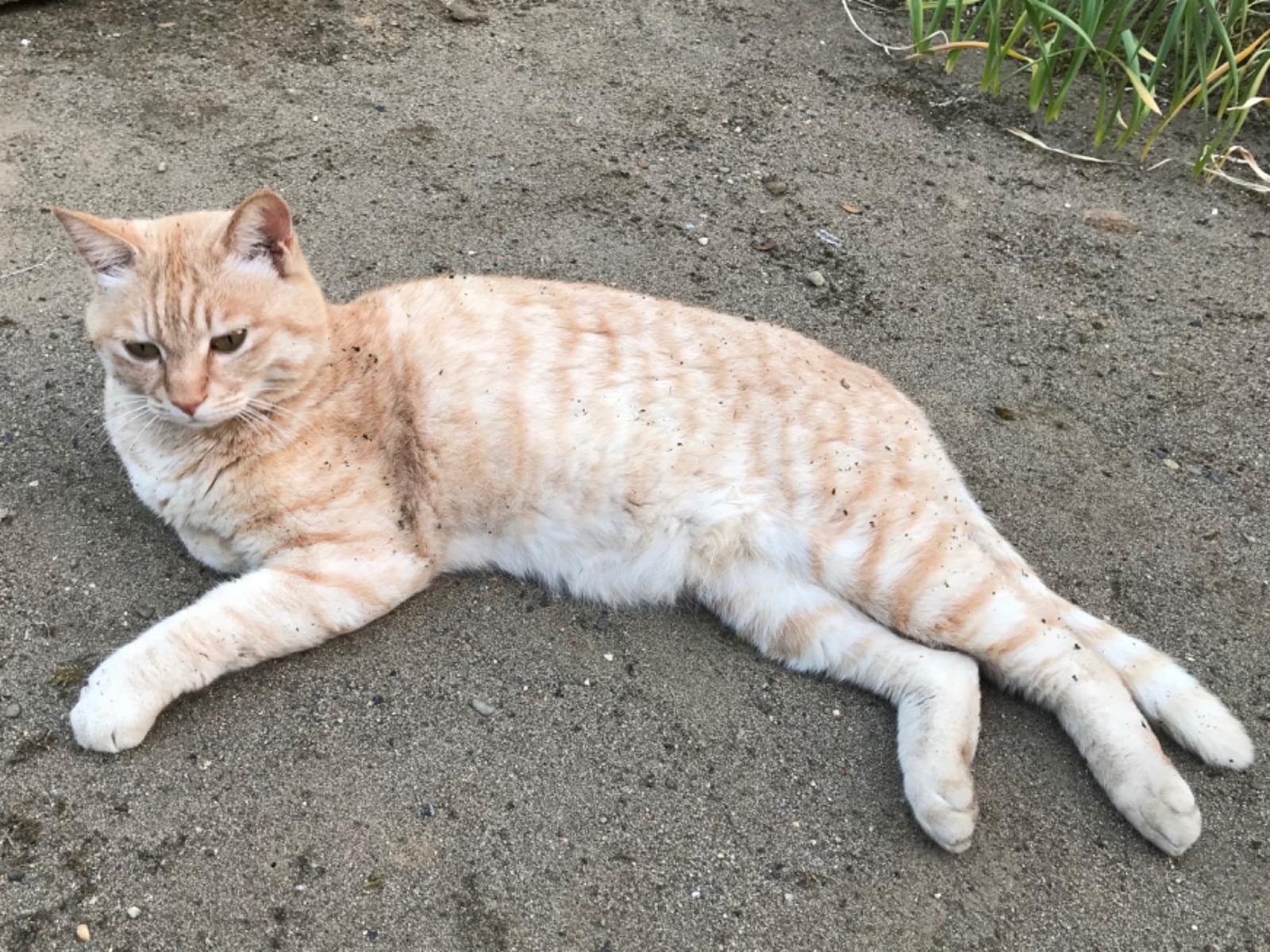 にゃんこちゃん にゃんこちゃん