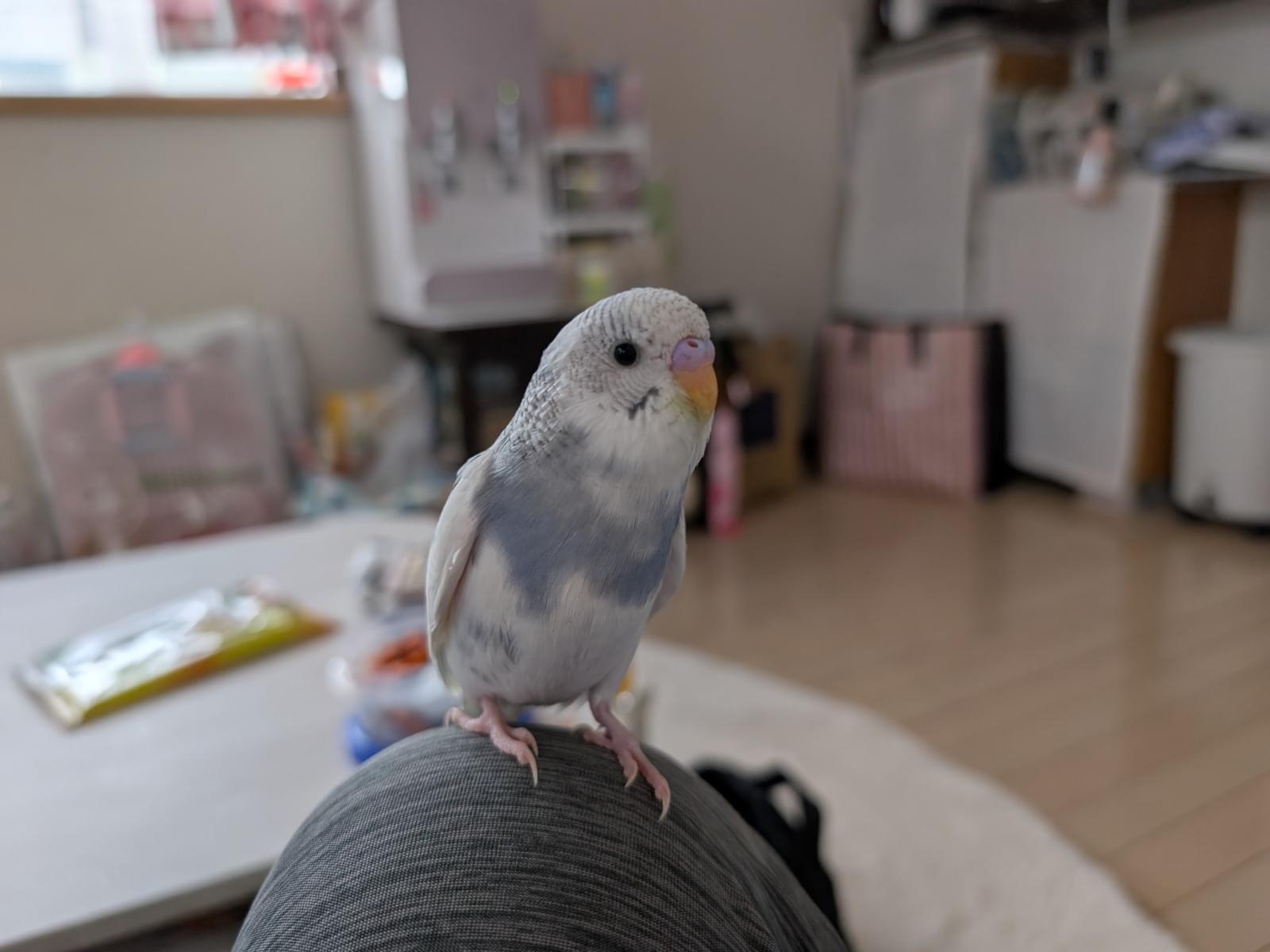 りんちゃん りんちゃん