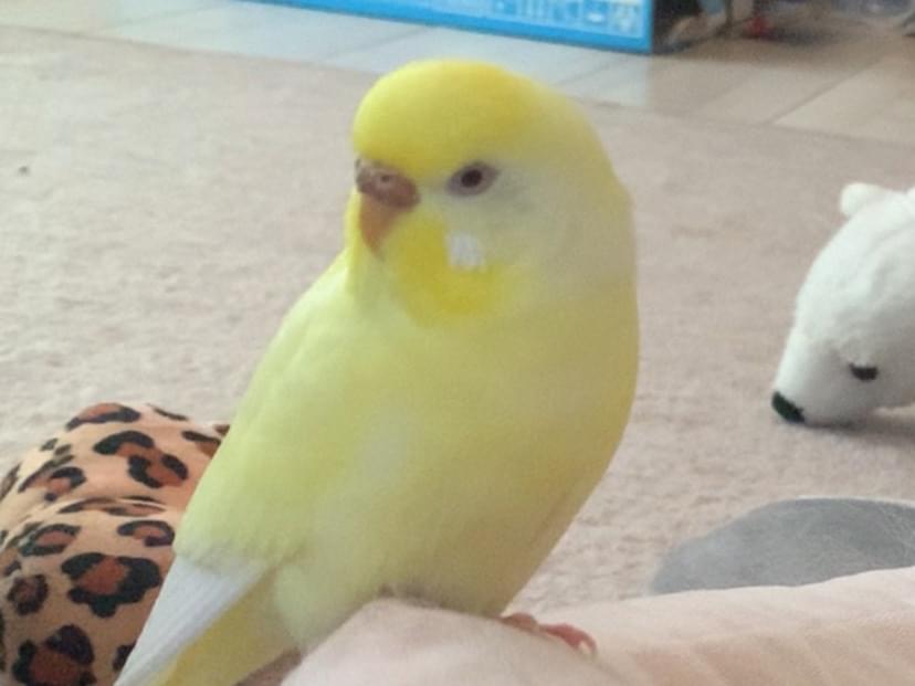 あーちゃん