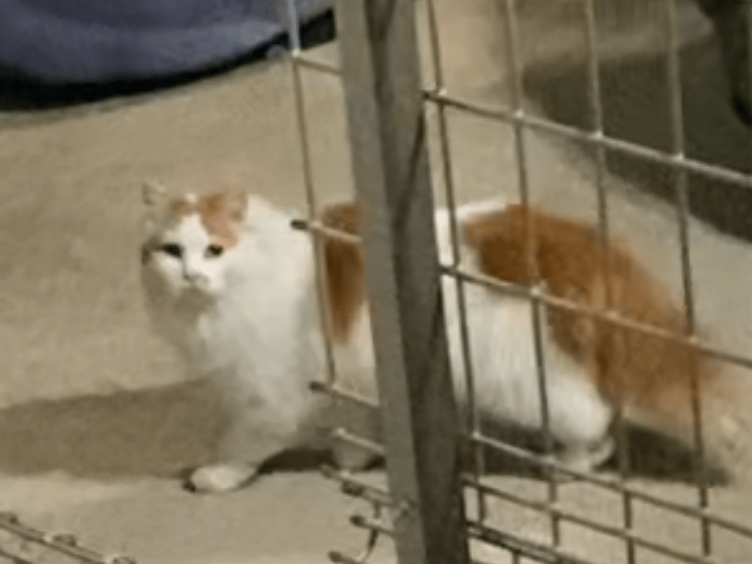 目撃された猫 目撃された猫