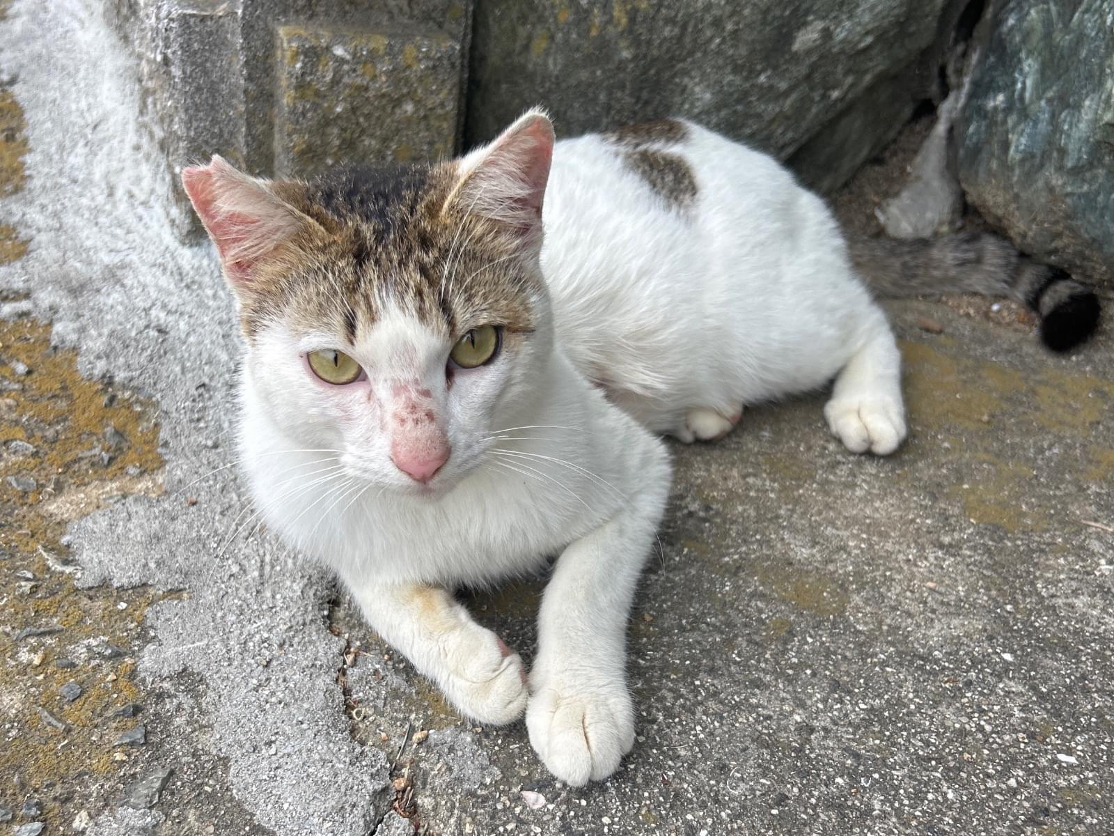 保護された猫