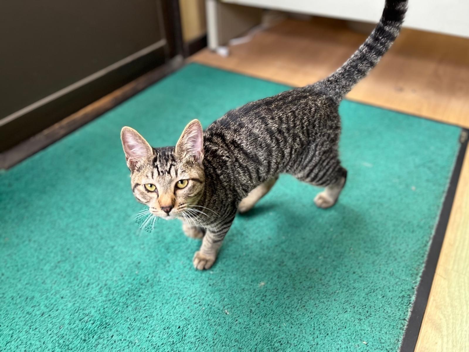 保護された猫 保護された猫