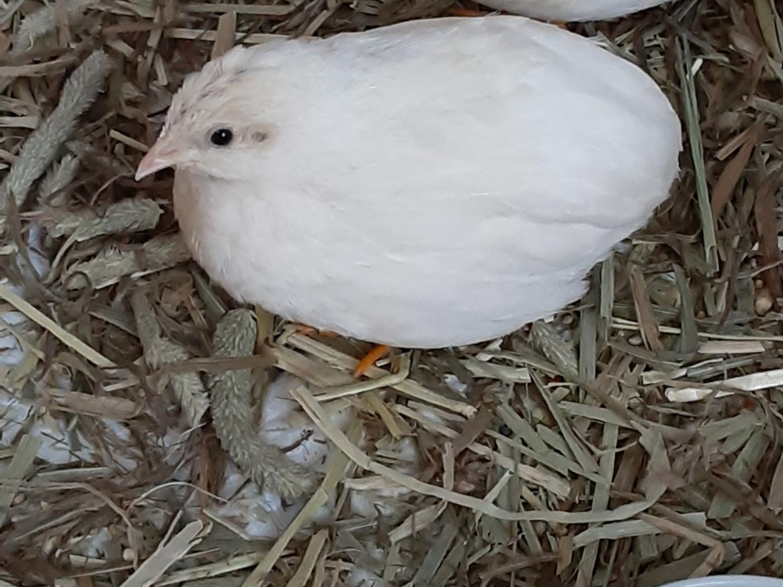 わさびちゃん わさびちゃん