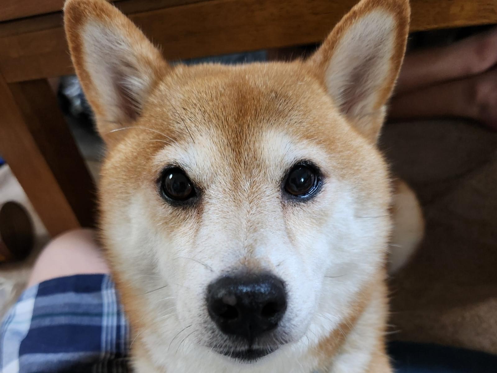 くぅちゃん くぅちゃん