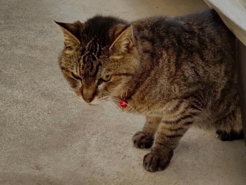 保護された猫 保護された猫