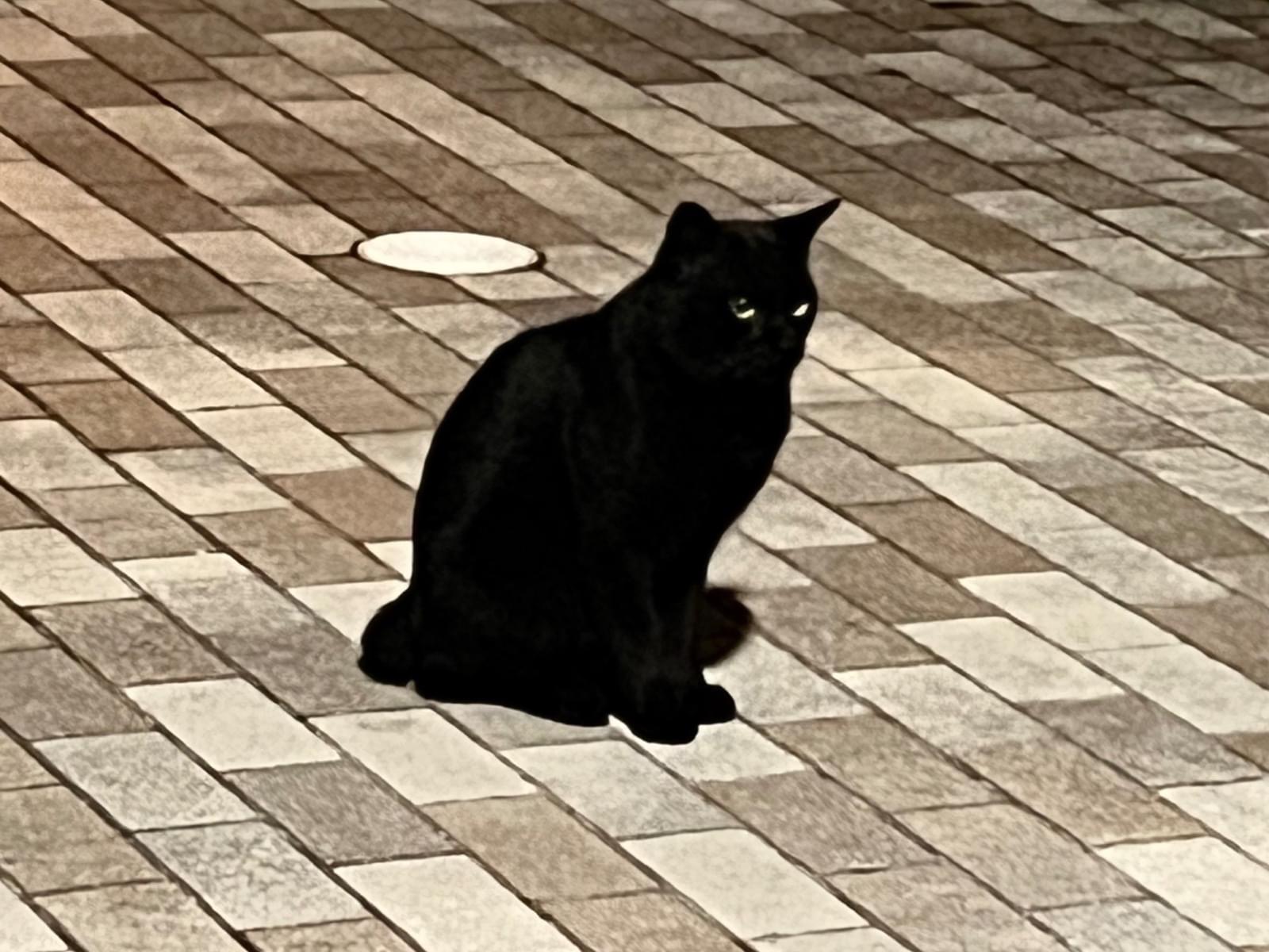 目撃された猫 目撃された猫