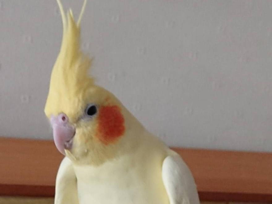 しーちゃん しーちゃん