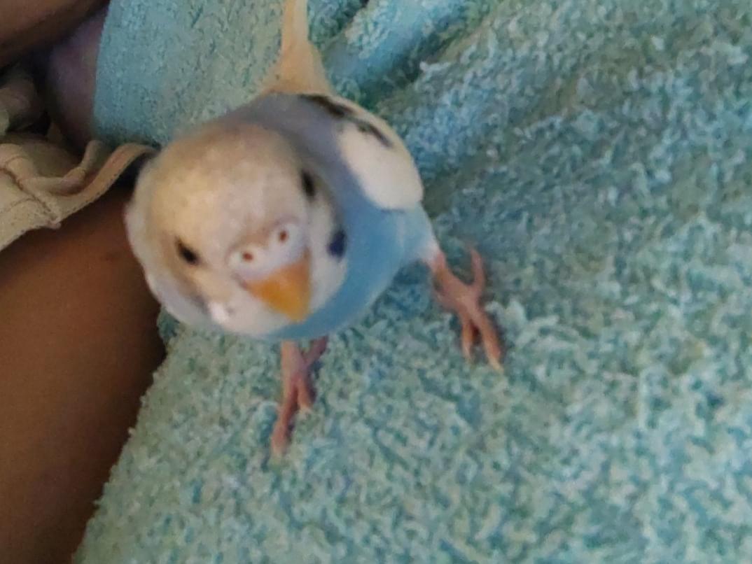 テンテンちゃん