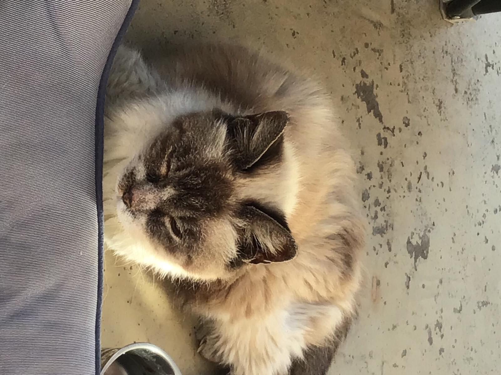 目撃された猫 目撃された猫