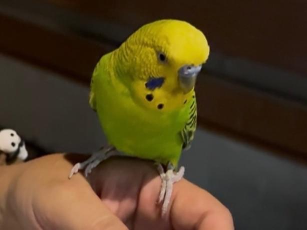 保護された鳥 保護された鳥