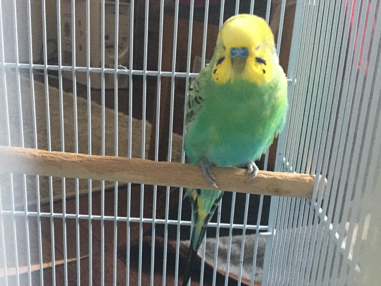 保護された鳥 保護された鳥