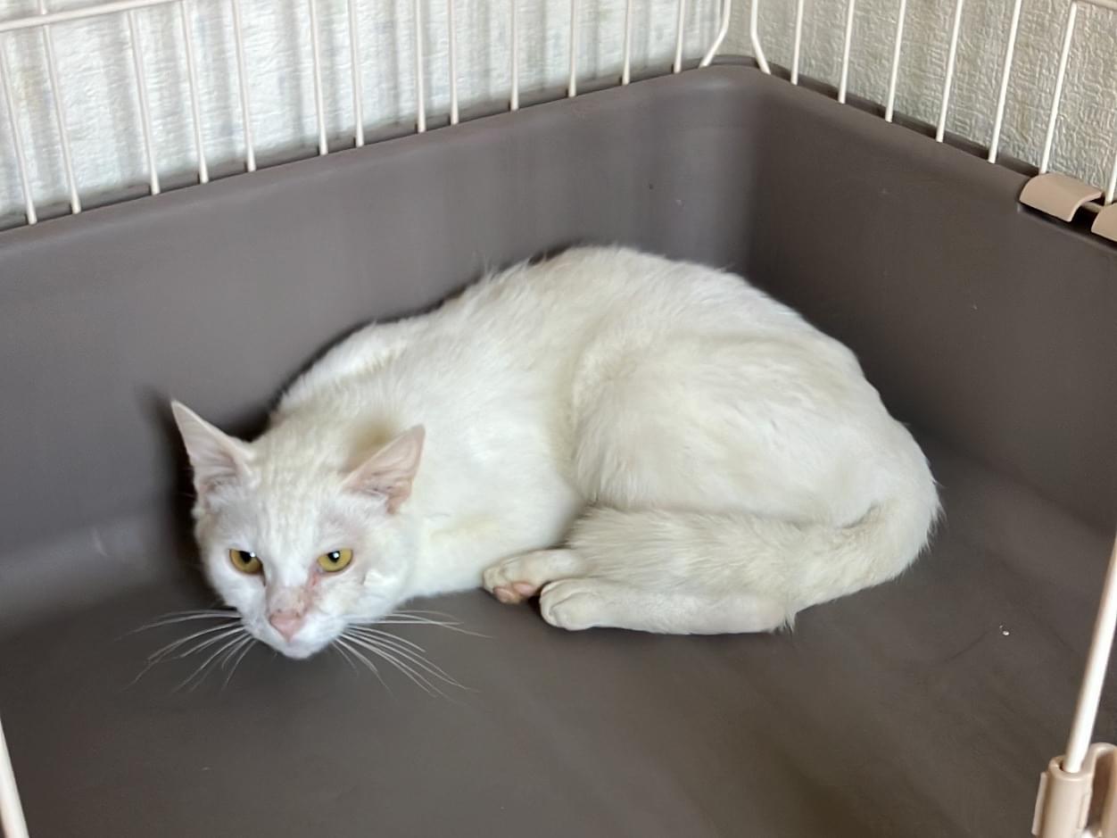 ナタシャちゃん ナタシャちゃん