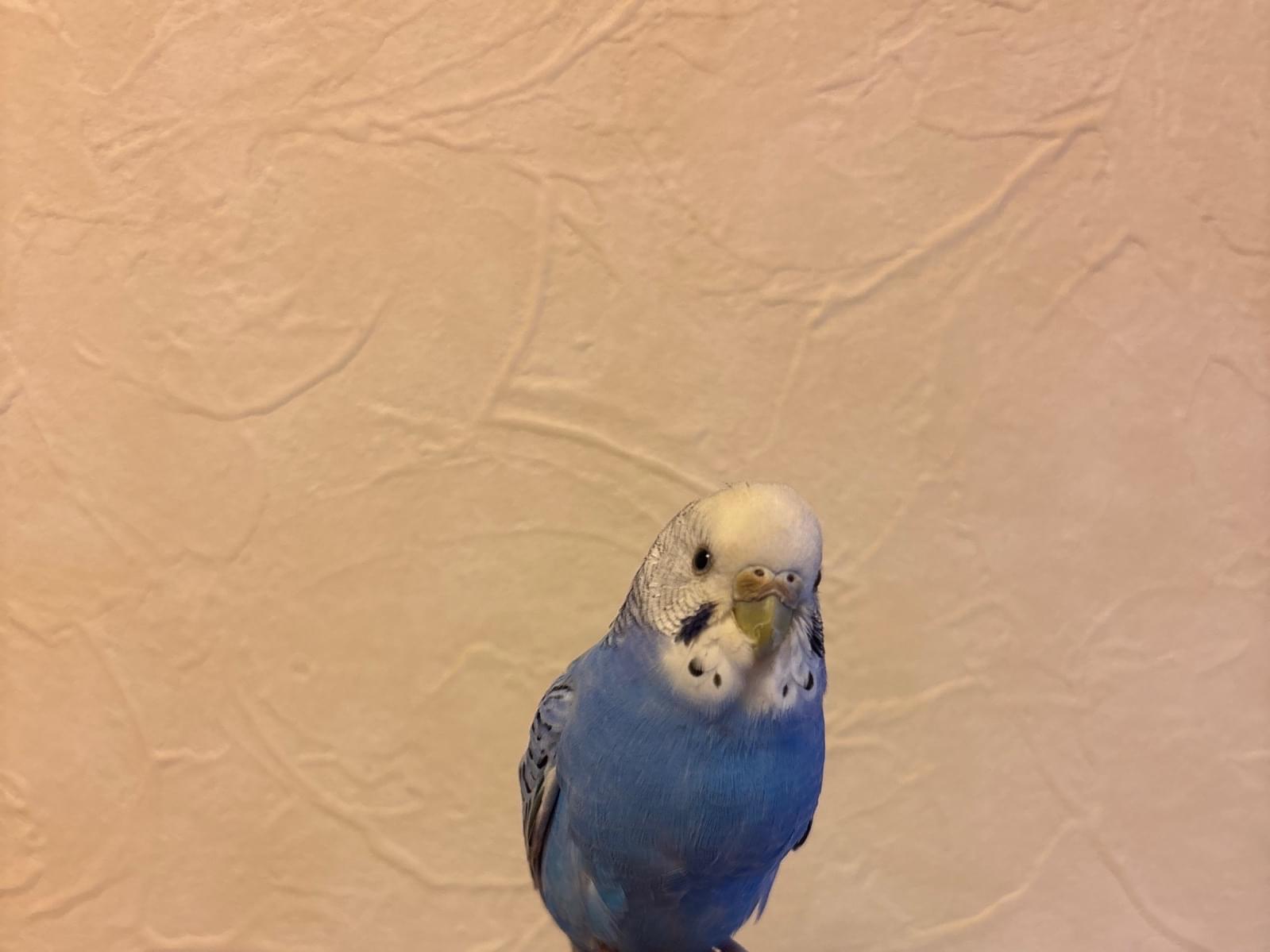 保護された鳥 保護された鳥